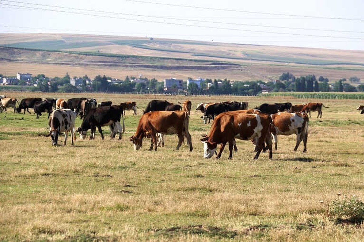 Diyarbakır\'da Köyden Kente Göçün Önüne Geçecek Proje