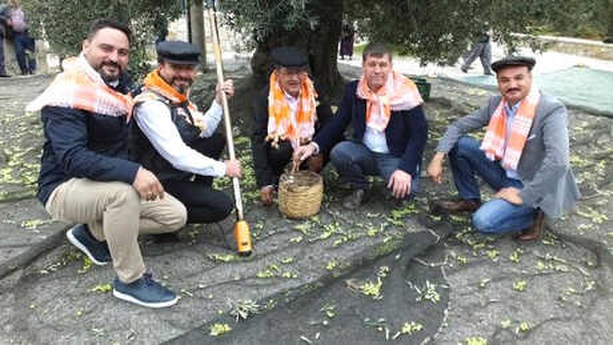 Gömeç\'te Renkli Zeytin Hasat Şenliği