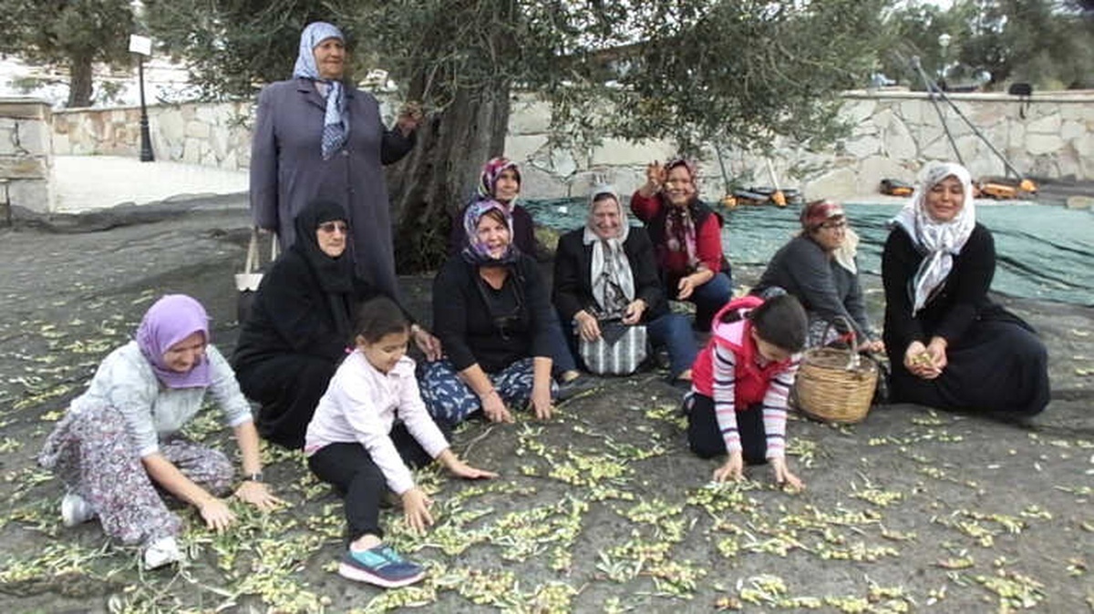 Gömeç\'te Zeytin Hasat Şenliği Coşkusu