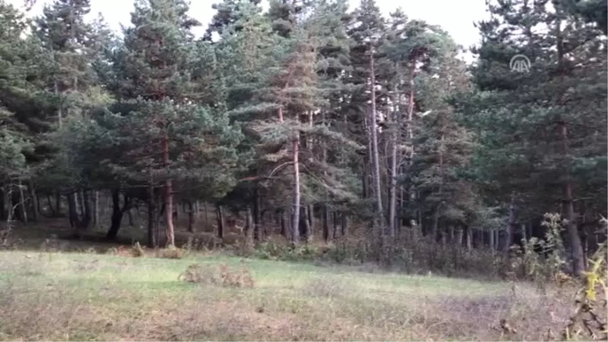 İki Geyikle Kuruldu Çok Sayıda Kızıl Geyiği Doğaya Kazandırdı