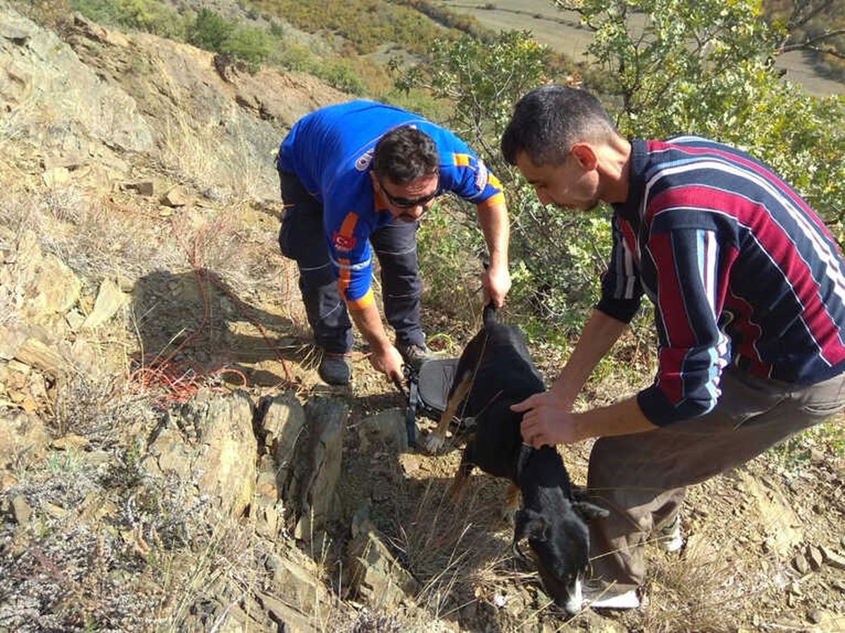 Kayalıklarda Mahsur Kalan Av Köpeğini Afad Ekipleri Kurtardı
