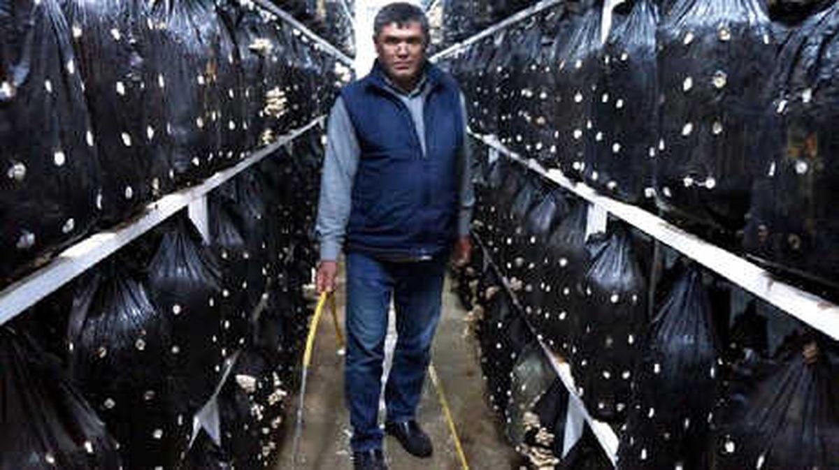Mantardan İstediği Verimi Aldı, İşleri Genişletti
