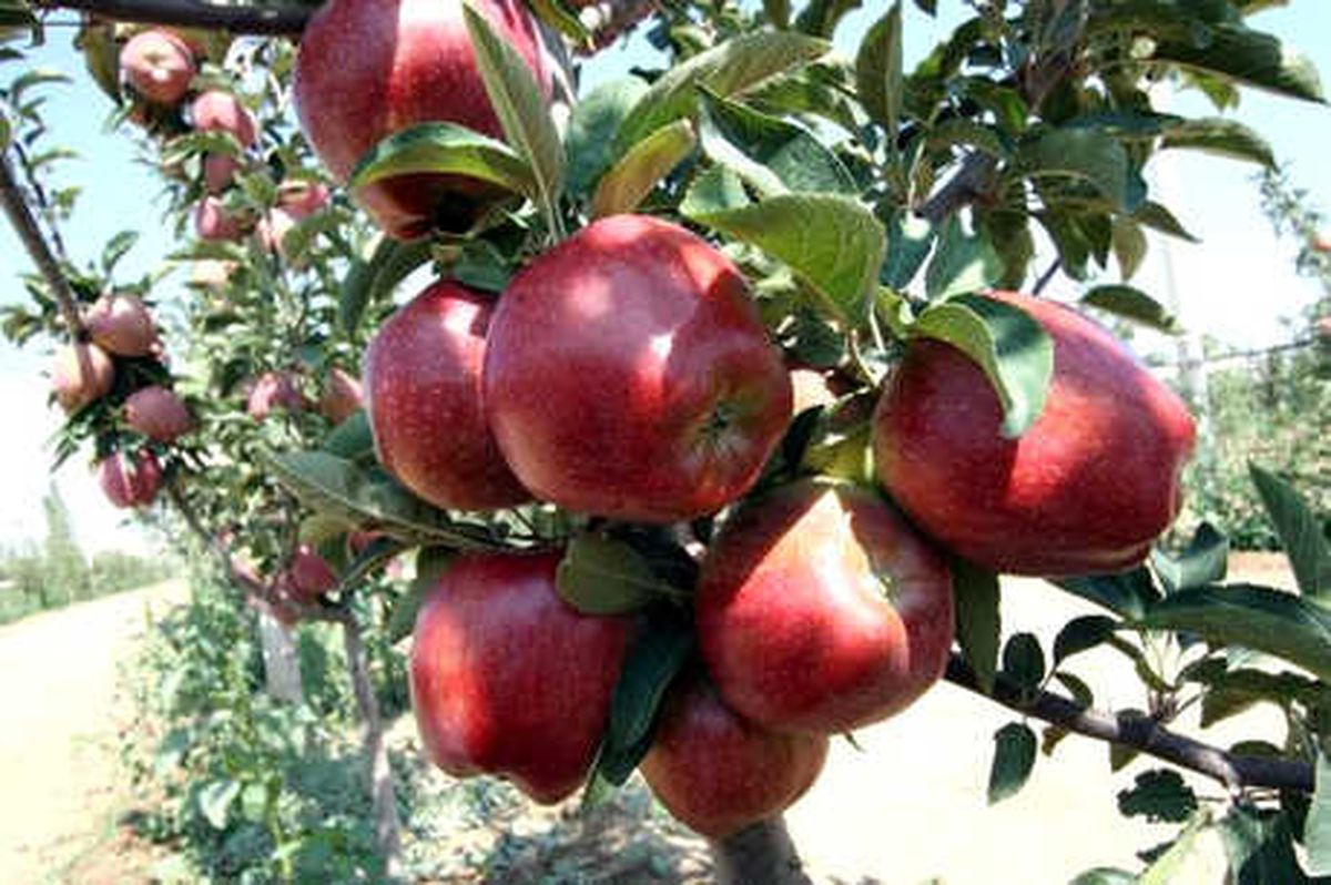 Niğde\'de Elma Üreticisinin Yüzü Güldü