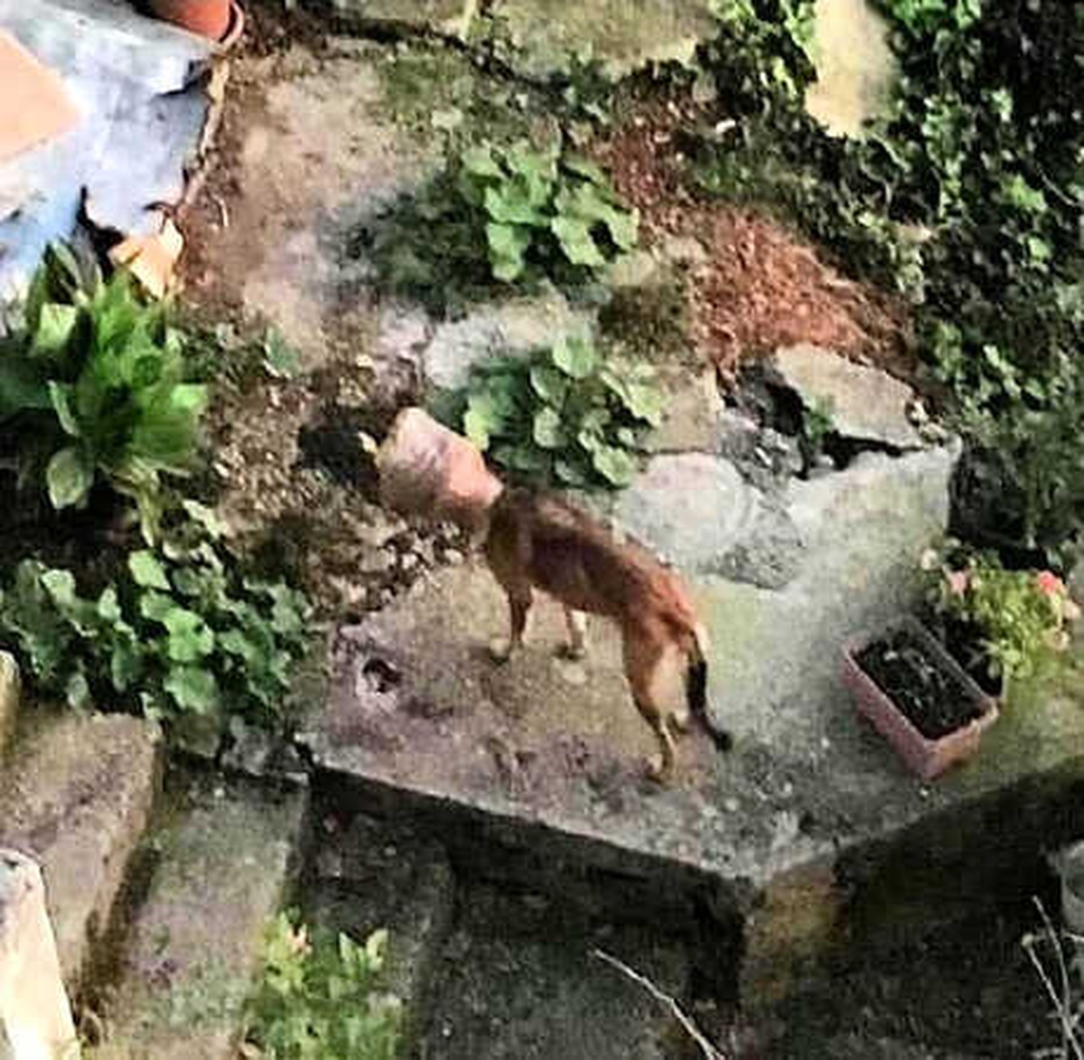 Başına Bidon Sıkışan Köpek 5 Ay Sonra Kurtarıldı