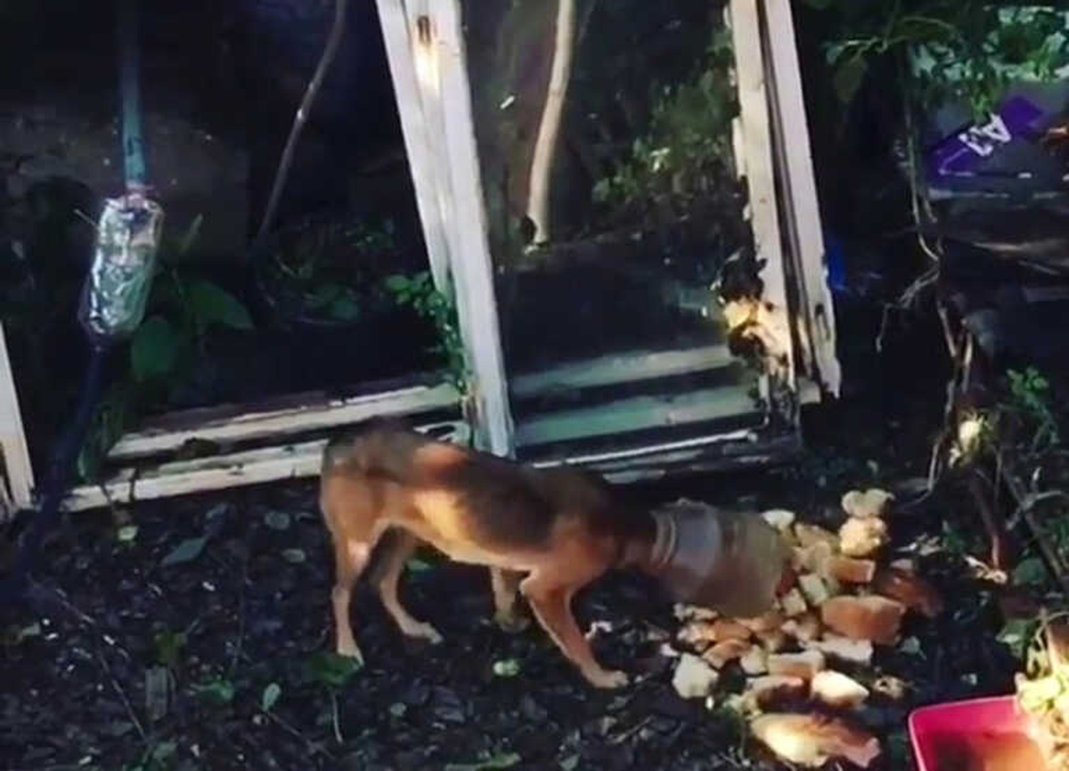 Başına Sıkışan Bidonla Kaybolan Köpek Kurtarıldı