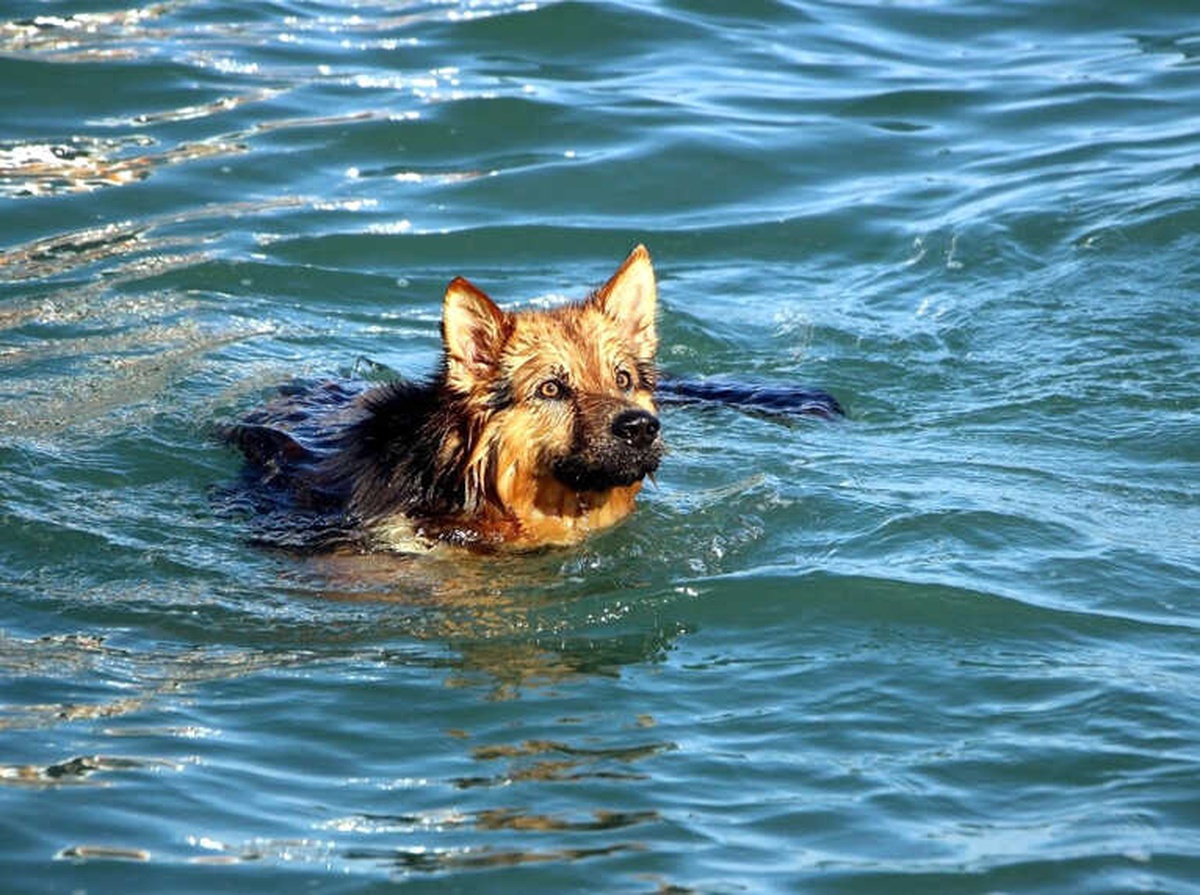 Bu Köpek Yetenekleri ile Şaşırtıyor