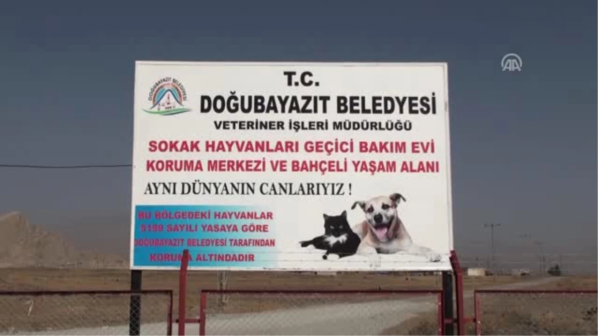 Doğubayazıt Belediyesi Yaban Hayvanlarının \'Sigortası\' Oldu