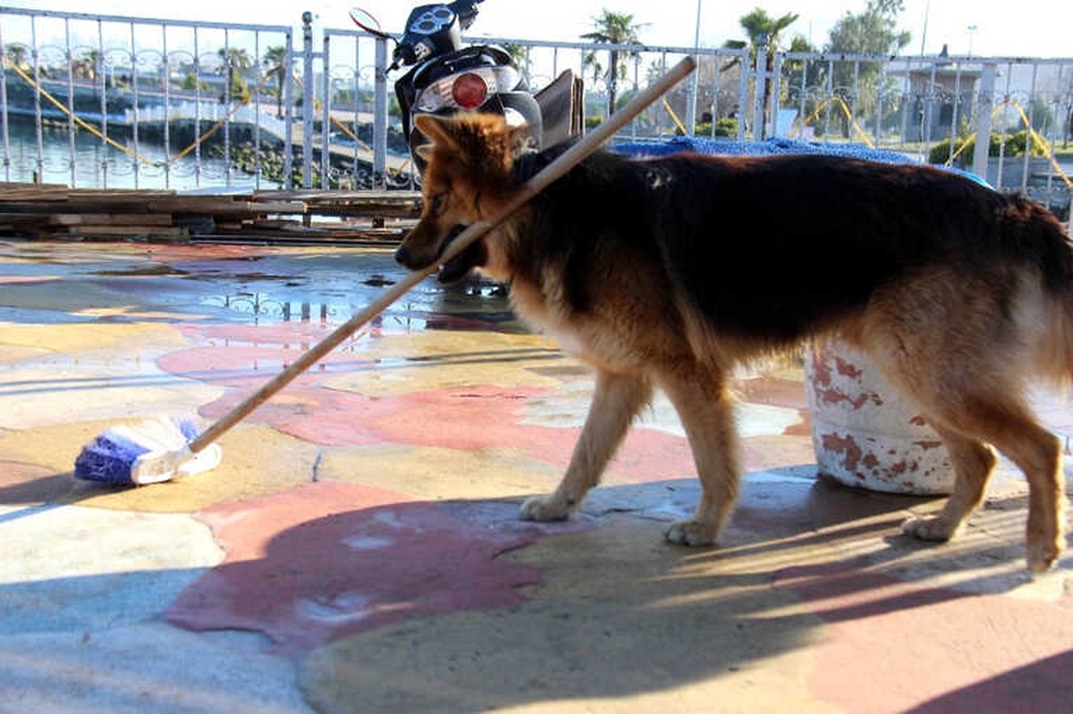 Elinden Her İş Gelen Köpek Herkesi Şaşırtıyor