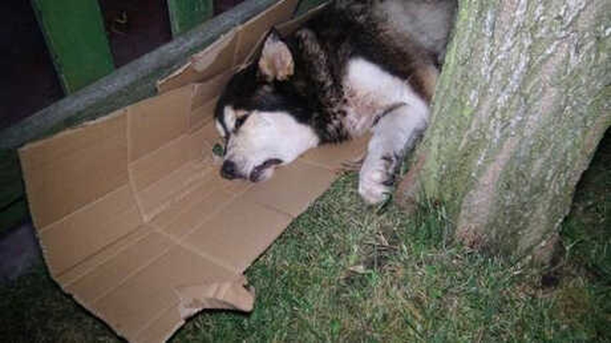 Hasta Sokak Köpeği İçin Seferber Oldular