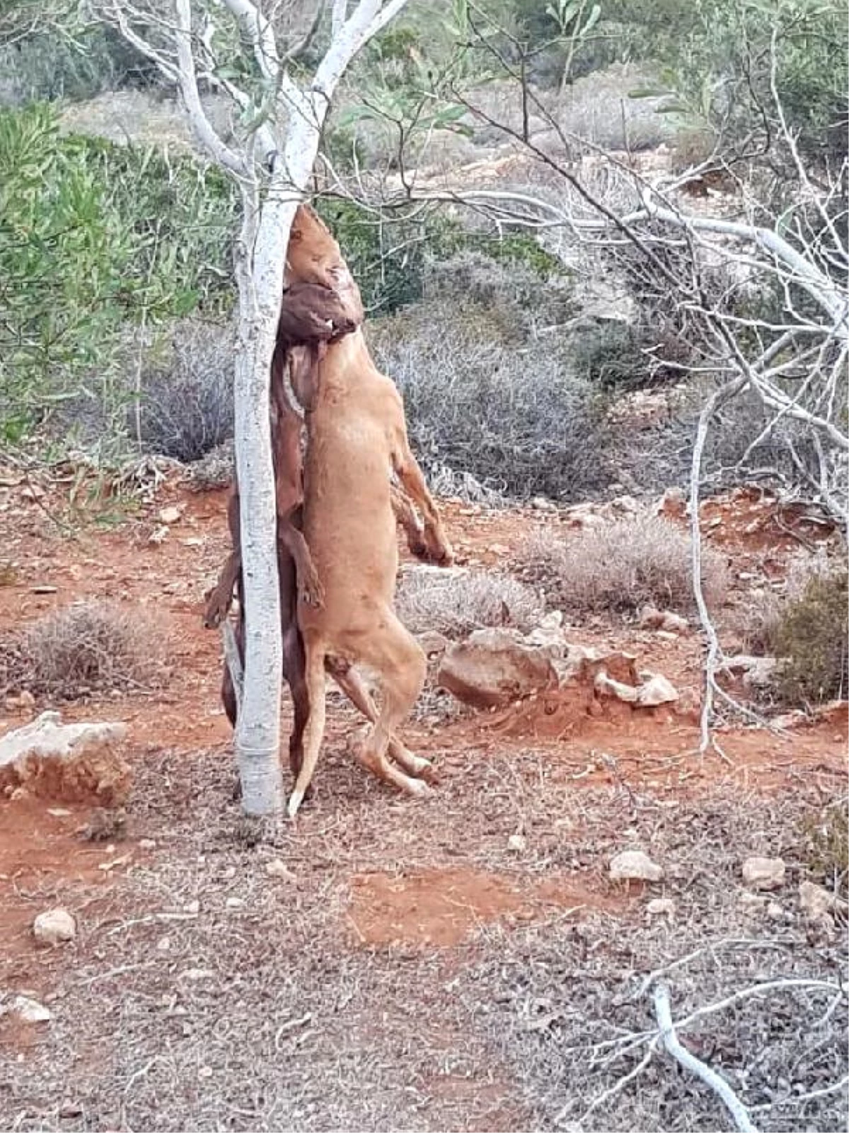 KKTC\'de Ağaca Asılan 2 Köpek Ölü Bulundu