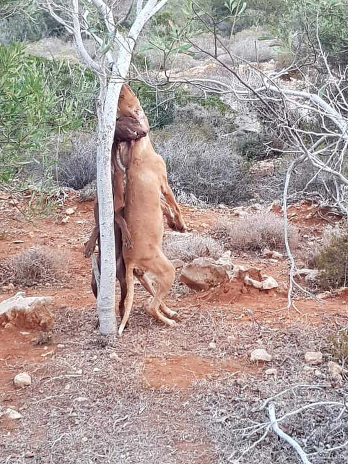 KKTC\'de Asılı Köpekler ile İlgili Soruşturma Başlatıldı