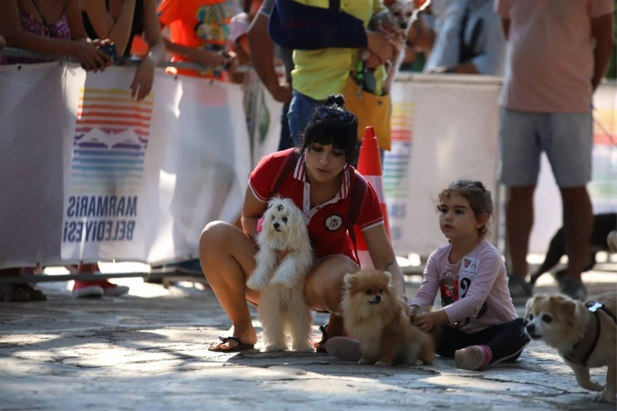 Marmaris\'te Köpek Güzellik Yarışması Yapıldı