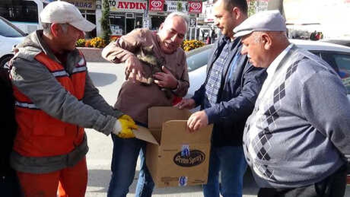 Motora Sıkışan Yavru Kediler Kurtarıldı