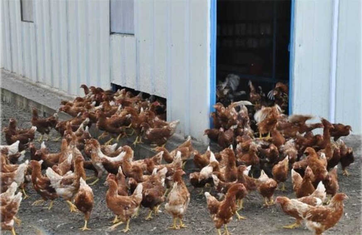 Ordu\'da Organik Yumurta Üretimi Artacak