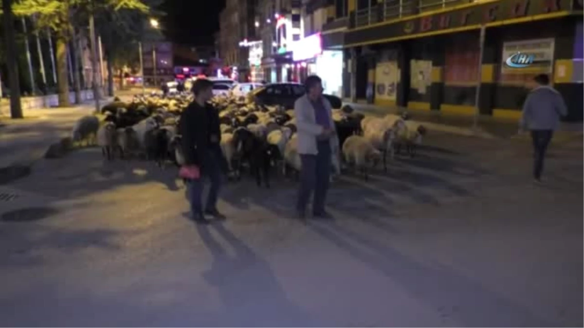 Şehir Merkezinden Geçen Koyun Sürüsü İlginç Görüntüler Oluşturdu