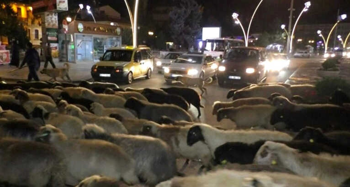 Şehir Merkezinden Koyun Sürüsü Geçti
