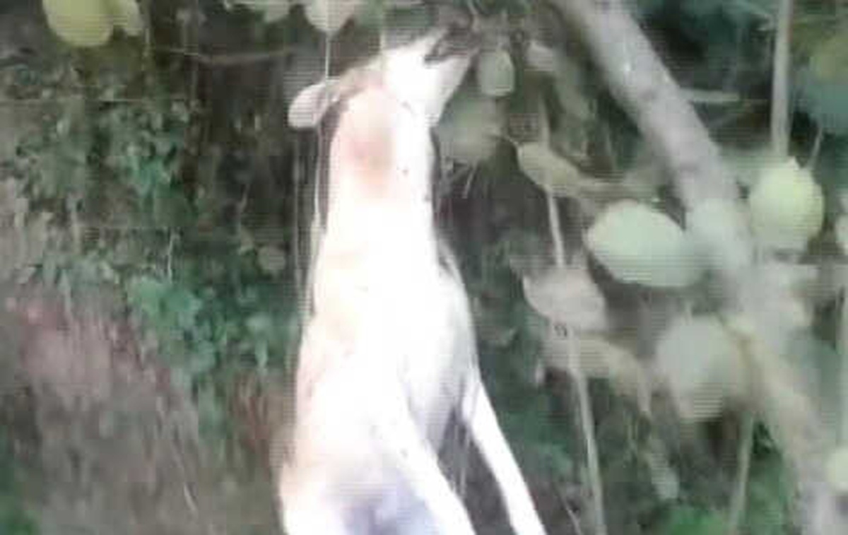 Tavuklarını Yediği İddiasıyla Köpeği İple Ağaca Asarak Öldürdü