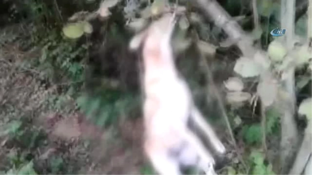Tavuklarını Yediği İddiasıyla Köpeği İple Ağaca Asarak Öldürdü