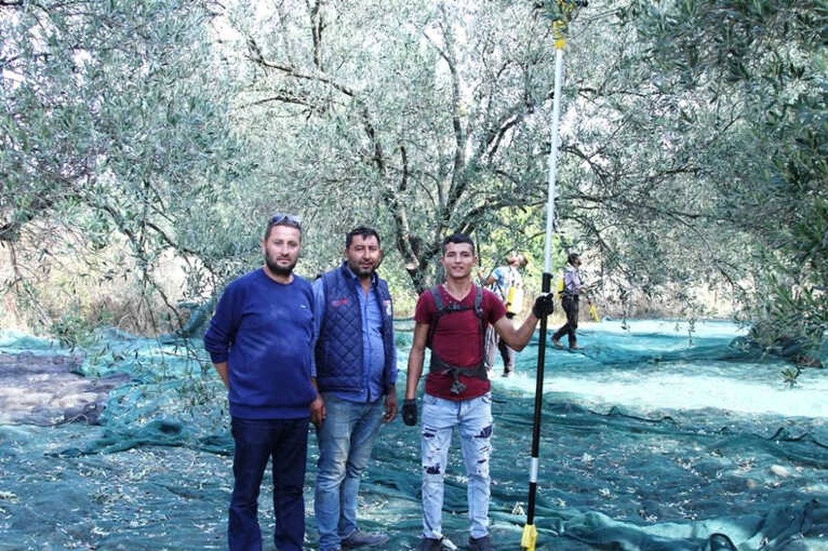Ayvalık\'ta Zeytin Üreticisinin Hasat Coşkusu