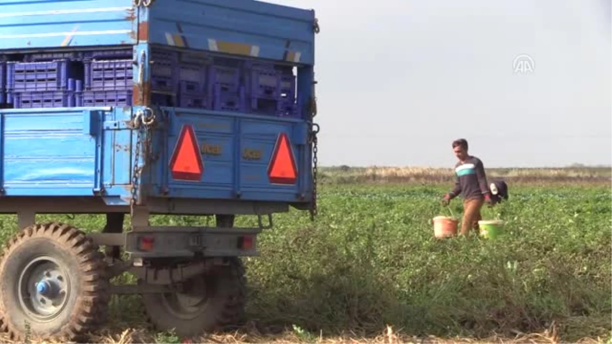 Çanakkale Domatesinde Lezzet Mevsimi