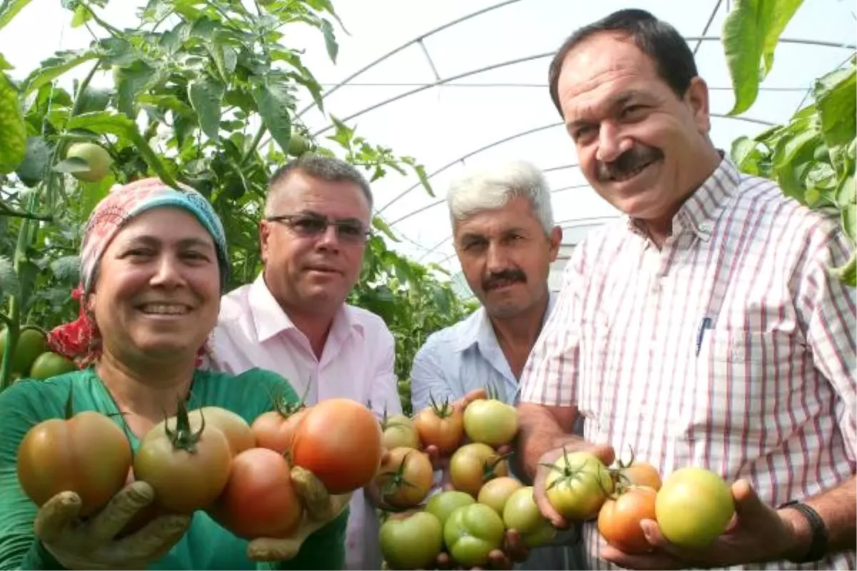 Domates Fiyatları Üreticiyi Sevindiriyor