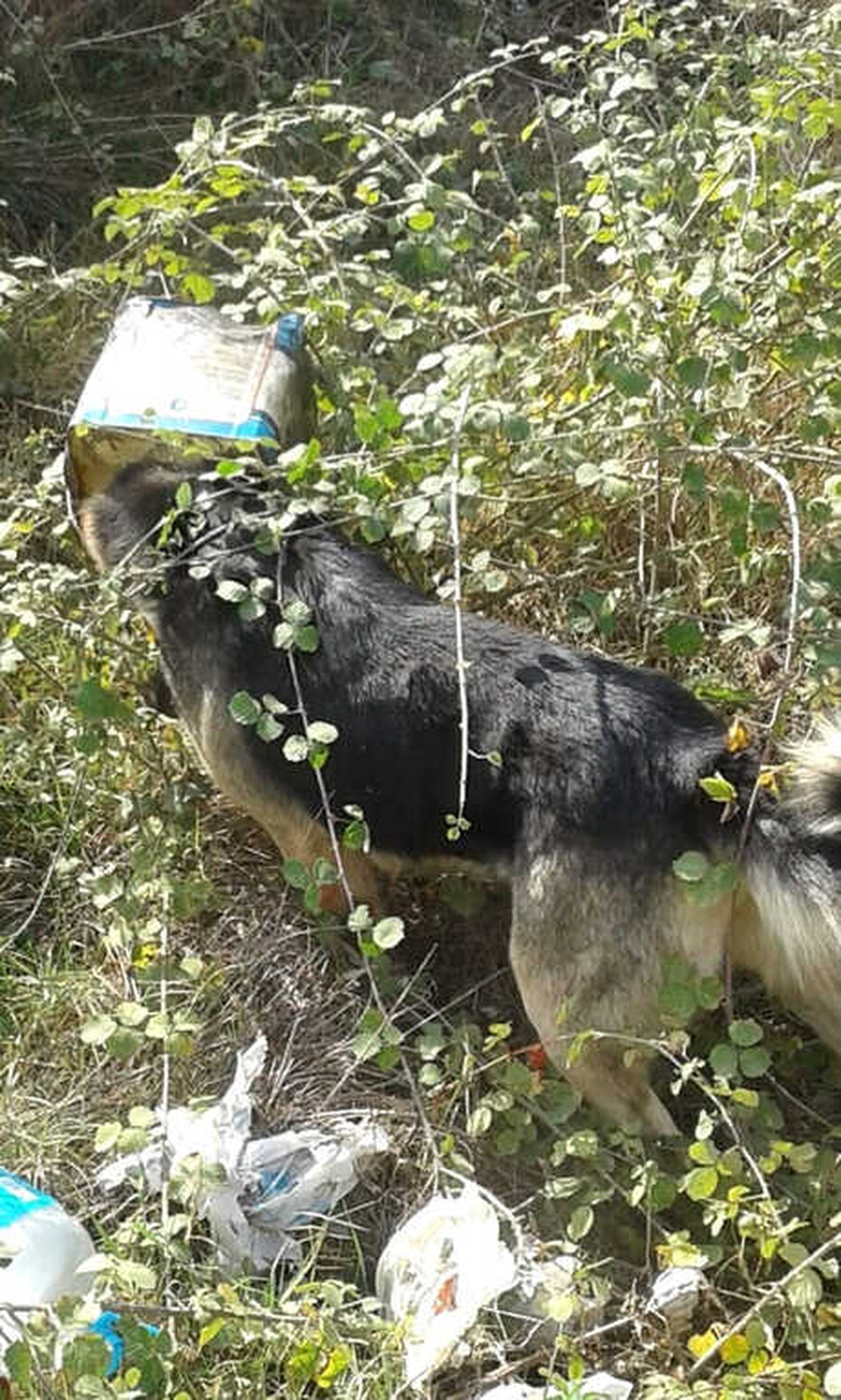 Kafası Tenekeye Sıkışan Köpeği Köylüler Kurtardı