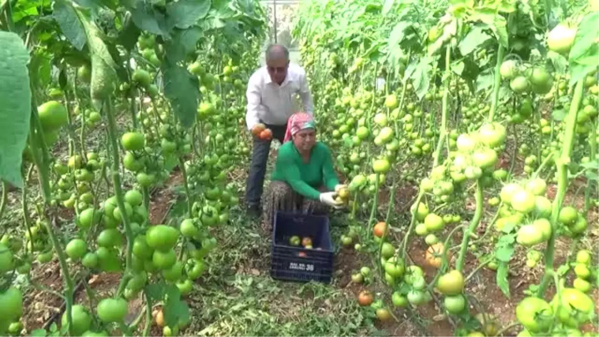 Mersin\'de Güz Domatesi Hasadı Başladı