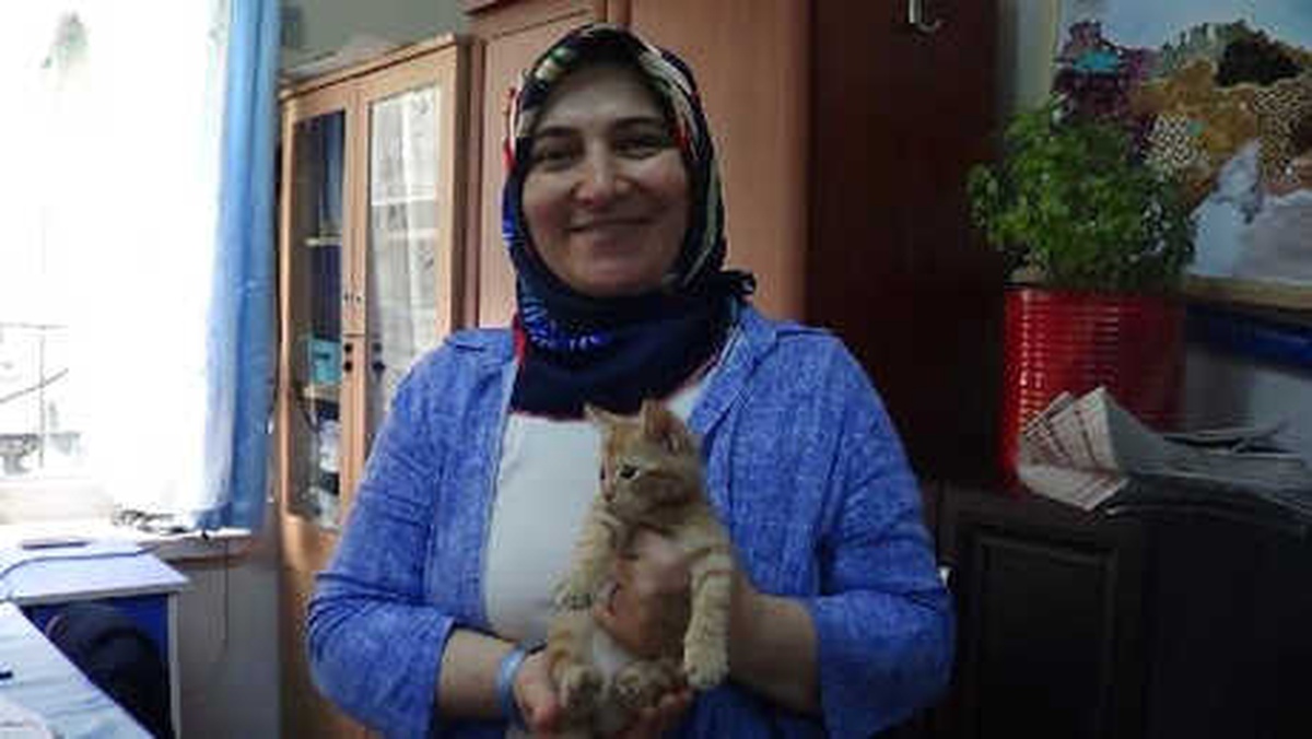 Okulda Yaralı Bulunup, Öğretmenin Sahiplendiği Kedi İlgi Odağı Oldu