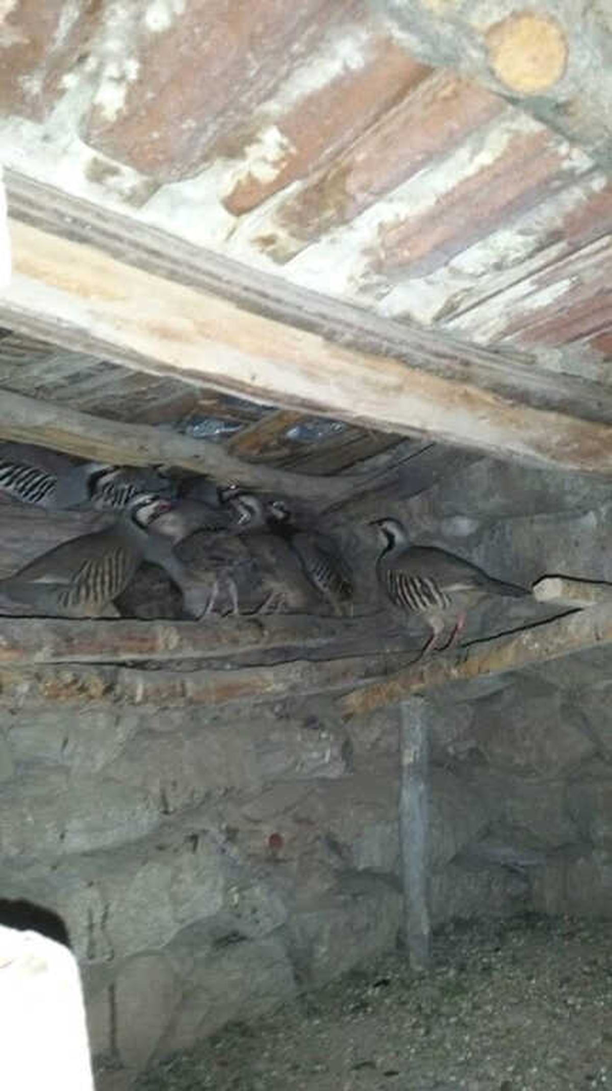 Sivas\'ta Köy Kümesinde 10 Adet Kınalı Keklik Bulundu