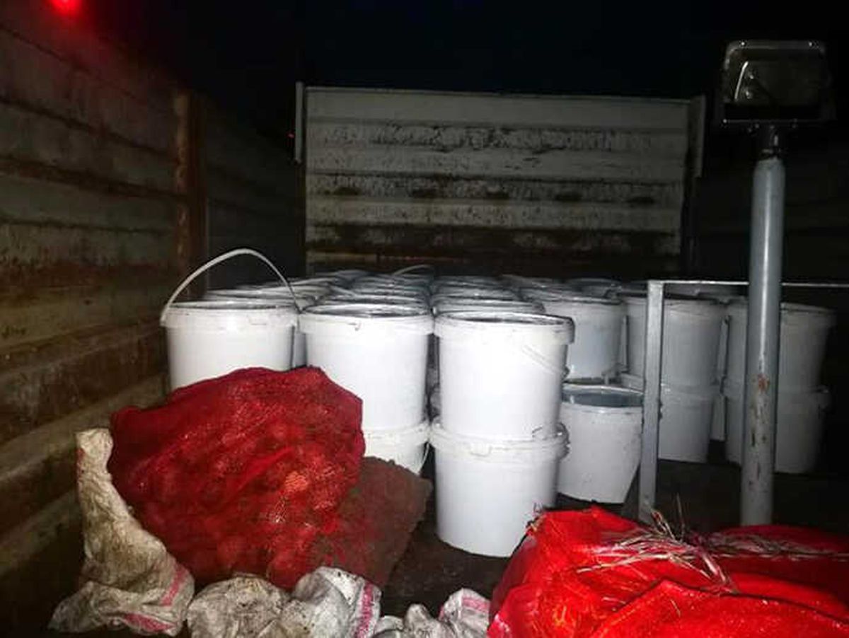 Tekirdağ\'da 1 Ton Deniz Patlıcanı Ele Geçirildi