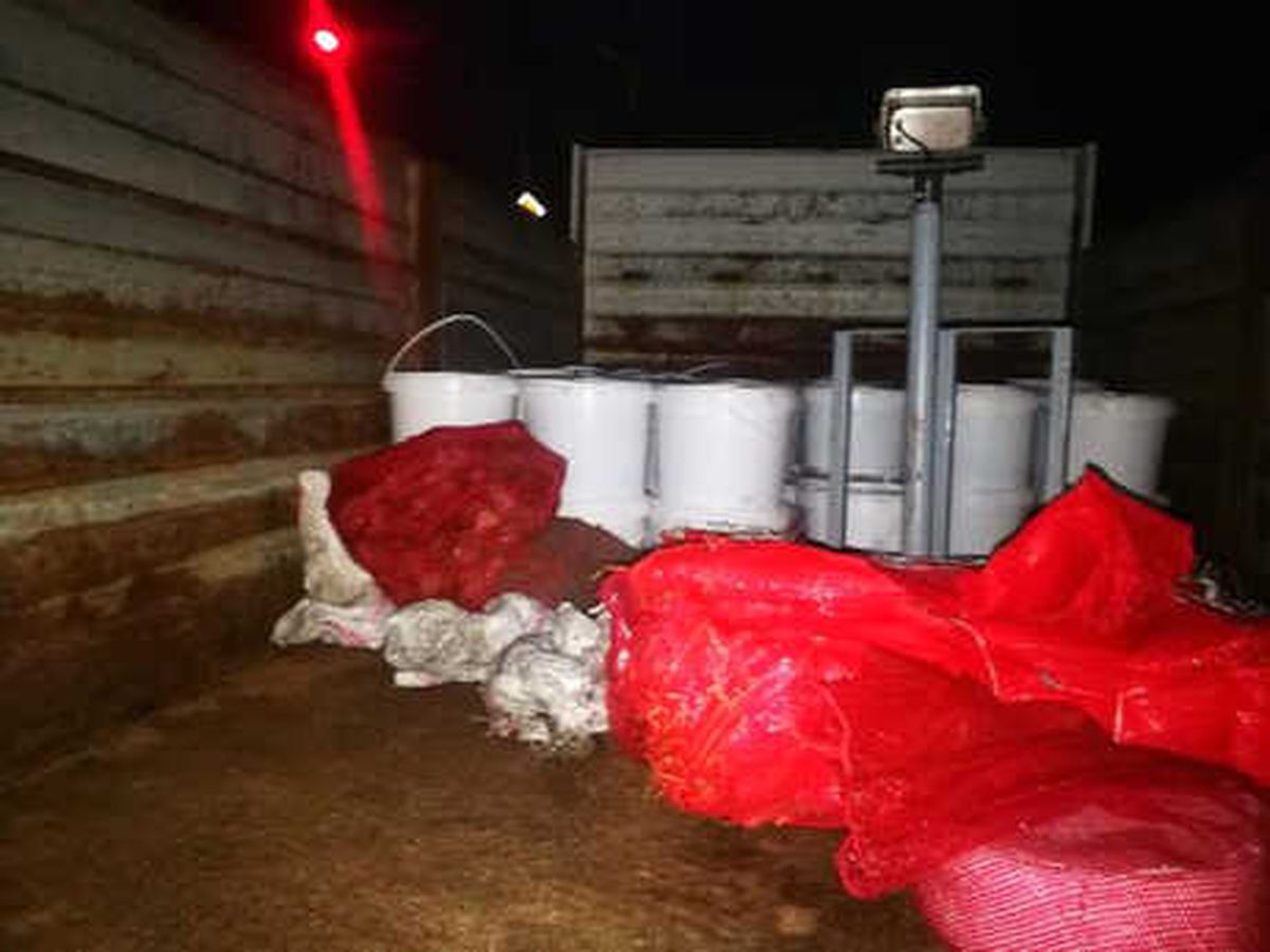 Tekirdağ\'da 1 Ton Kaçak Deniz Patlıcanı Ele Geçirildi