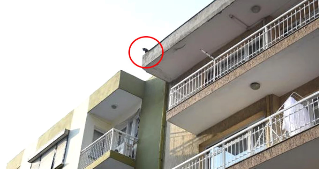 Apartmanın Çatısına Çıkan Kedi, 20 Gündür Kurtarılmayı Bekliyor