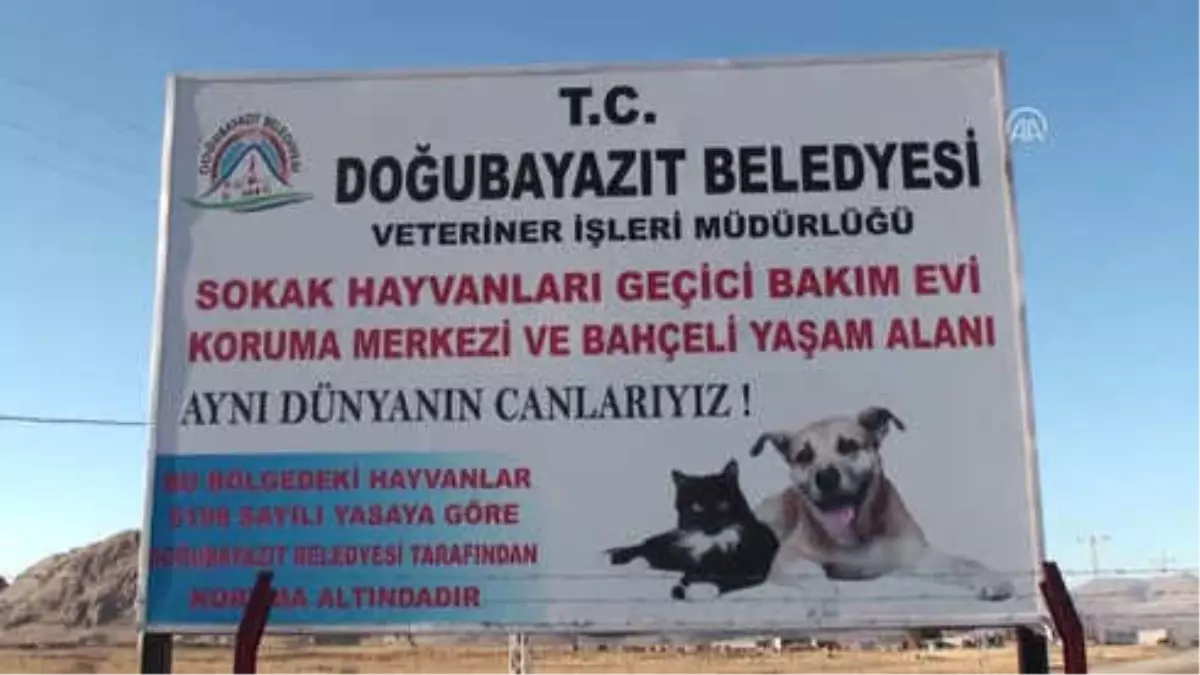 Düzensiz Afgan Göçmen, Hayvan Bakımevine Sığındı