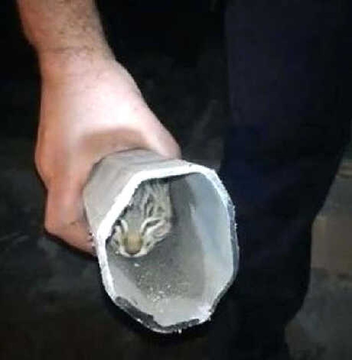 Elektrik Direği İçinde Sıkışan Kedi Kurtarıldı