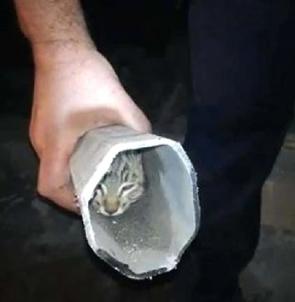 Elektrik Direği İçinde Sıkışan Kedi Kurtarıldı Son Dakika