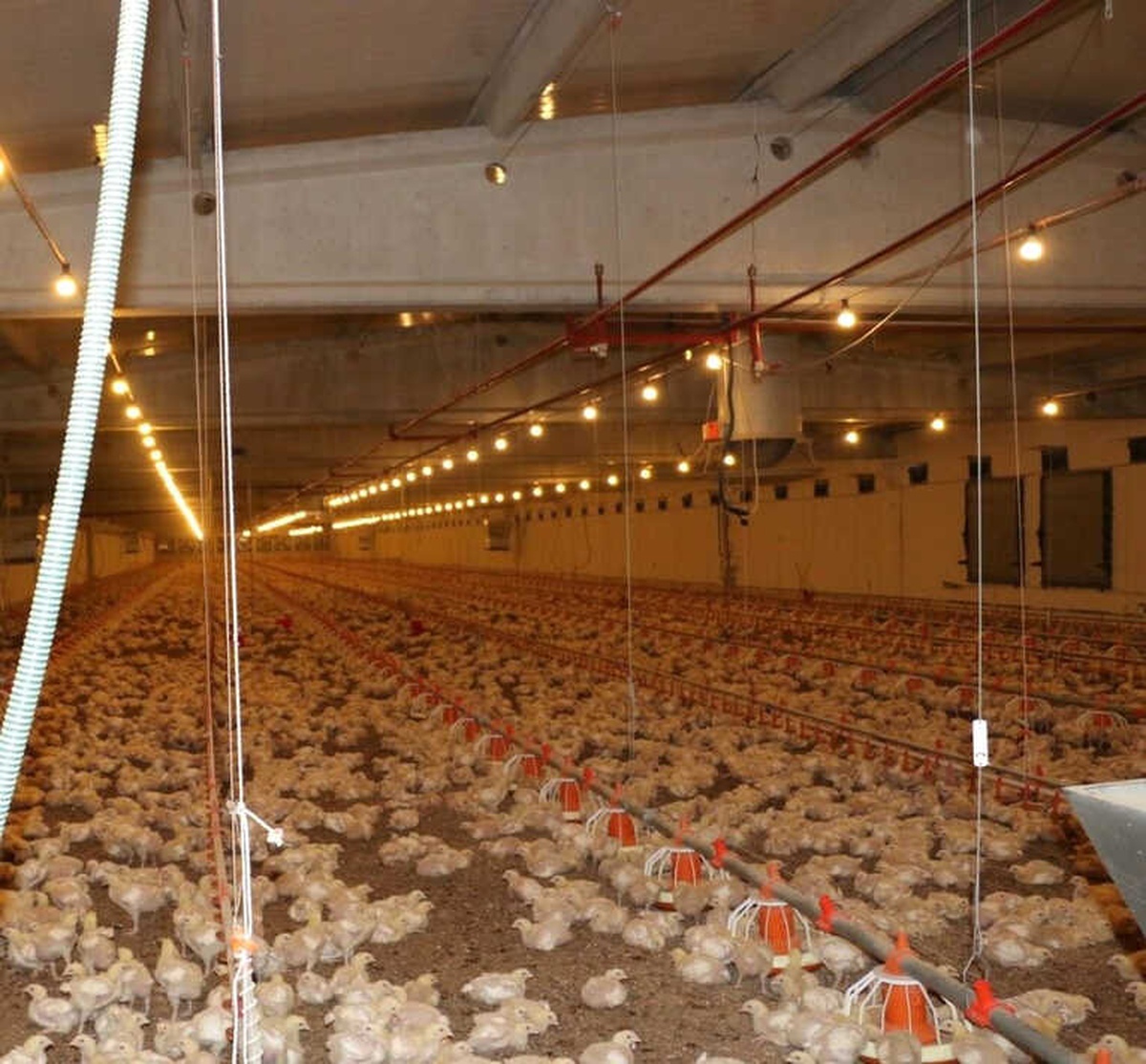 Erzincan\'da Etlik Piliç Yetiştiriciliği Artıyor