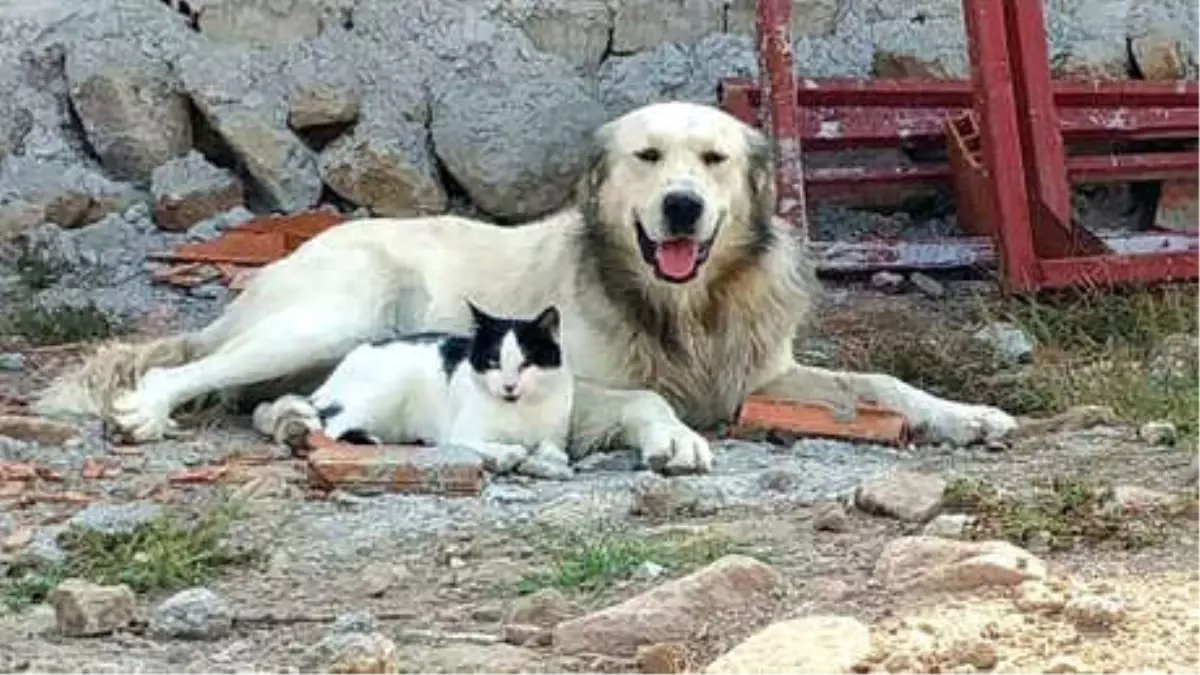 Kedi ve Köpeğin Dostluğu Yürekleri Isıttı