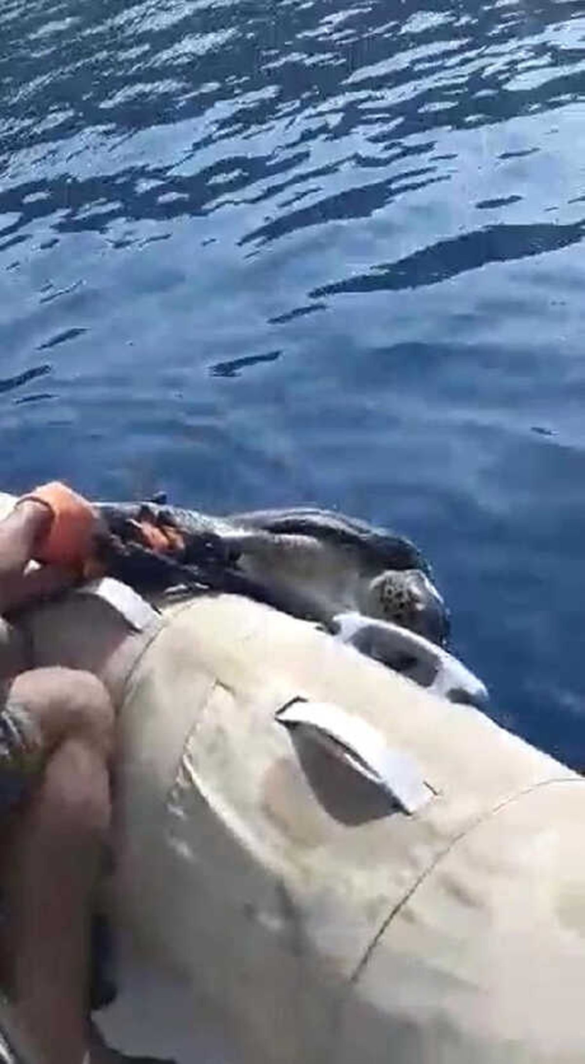 Marmaris\'te Ayağına \'Taş\' Bağlanan Deniz Kaplumbağası Kurtarıldı