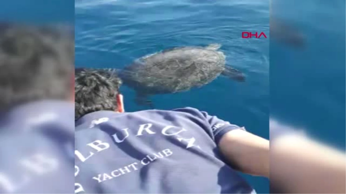 Muğla Marmaris\'te Ayağına Taş Bağlanan Deniz Kaplumbağası Kurtarıldı