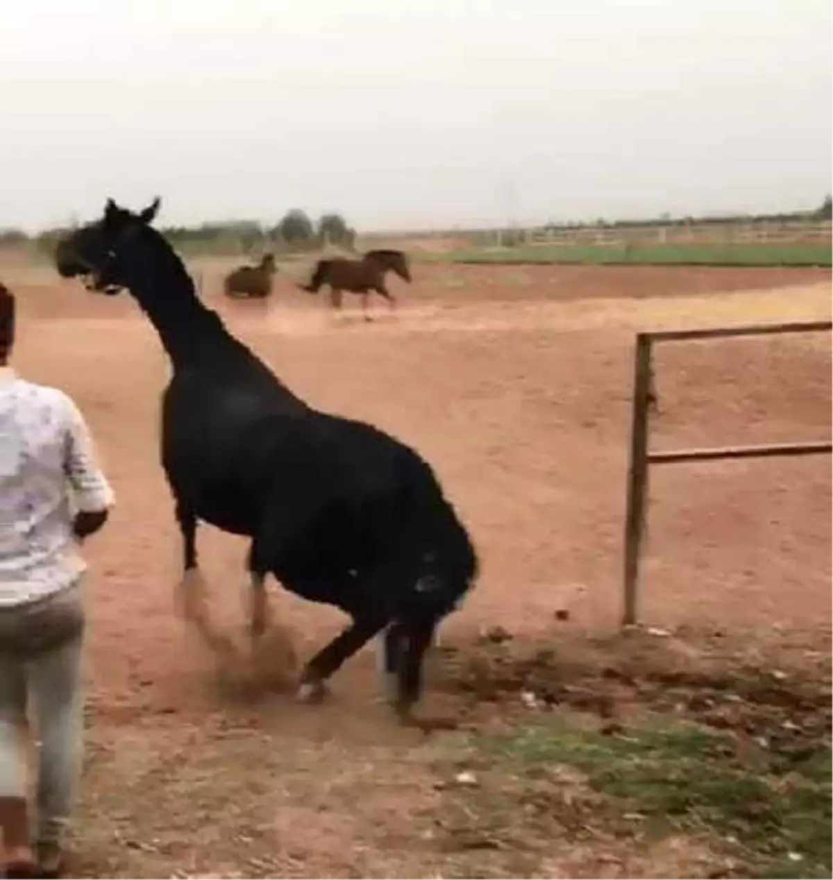 Şanlıurfa\'da Şüpheli Yarış Atı Ölümleri