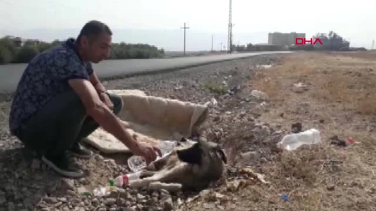 Şırnak Silopi\'de Bir Aracın Çarptığı Köpek, On Gün Aç ve Susuz Yaşam Savaşı Verdi