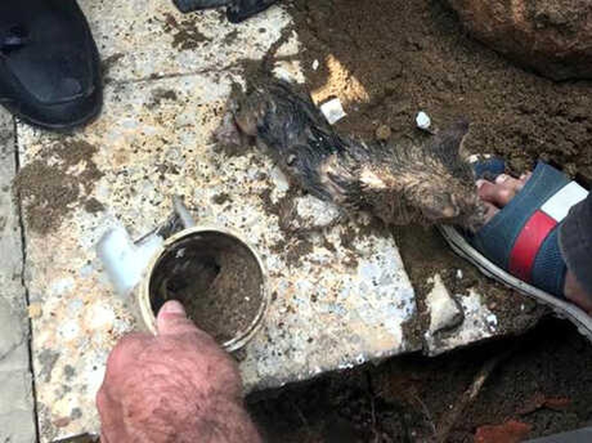 Toprak Altında Kalan Yavru Kediyi İtfaiye Kurtardı