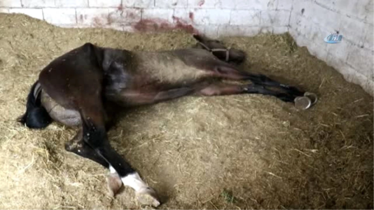 Batı Nil\' Virüsünden Bir Yarış Atının Daha Öldüğü İddia Edildi