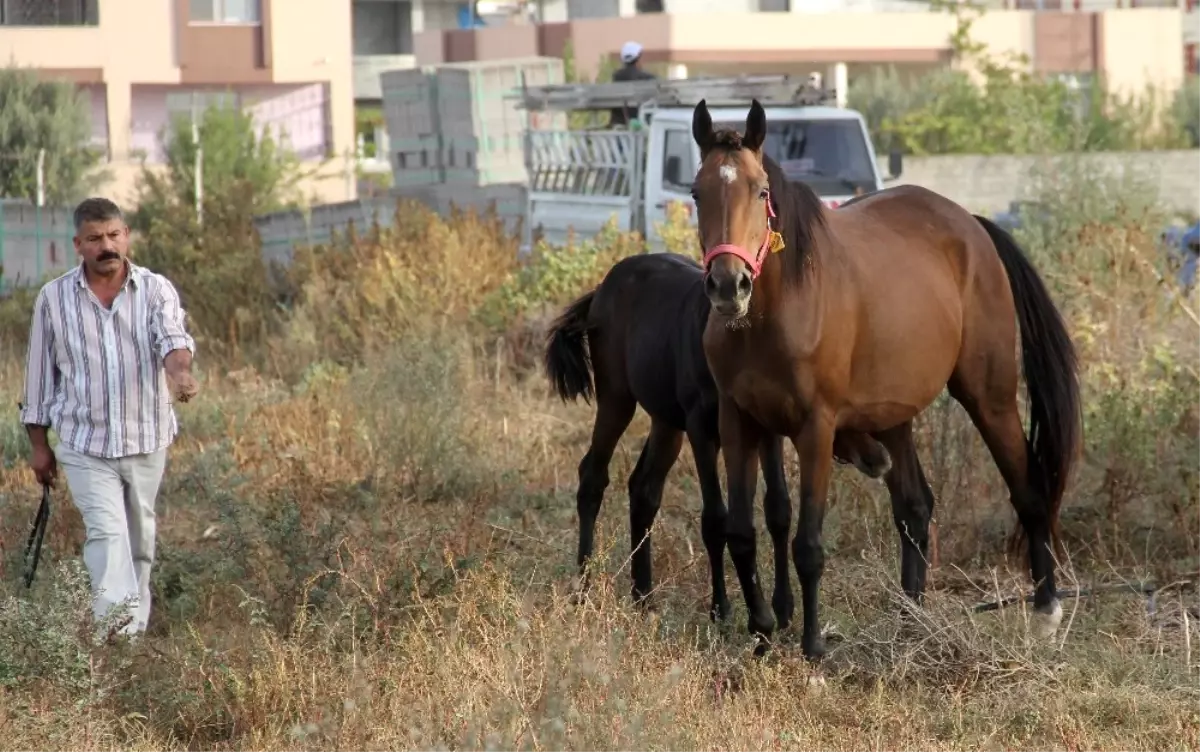 Çalındı Denilen İngiliz Atı ve Yavrusu Bulundu