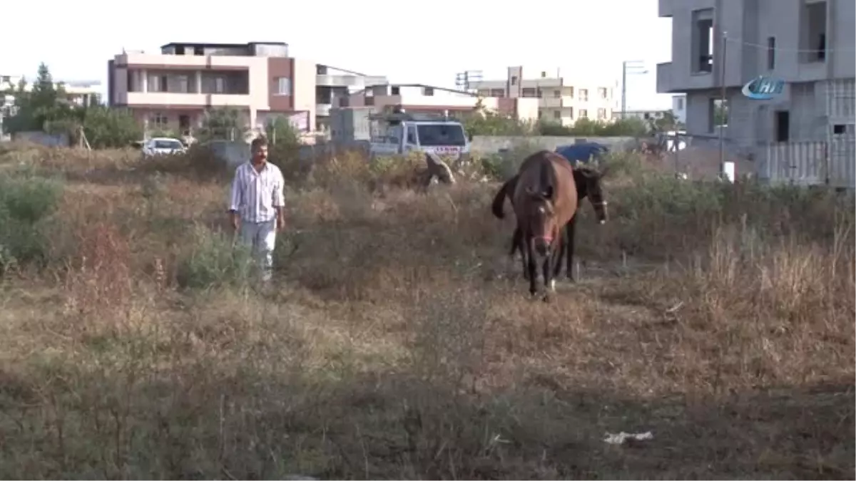 Çalındı Denilen İngiliz Atı ve Yavrusu Bulundu