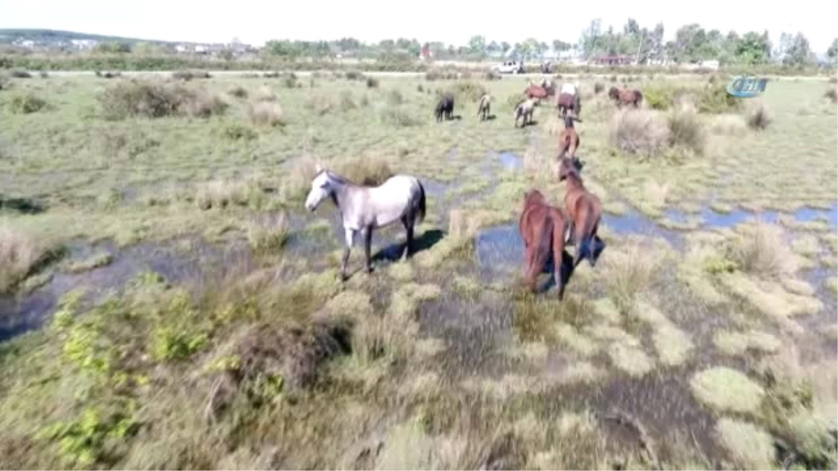 Drone Gören Yılkı Atlarının Şaşkınlığı Kamerada