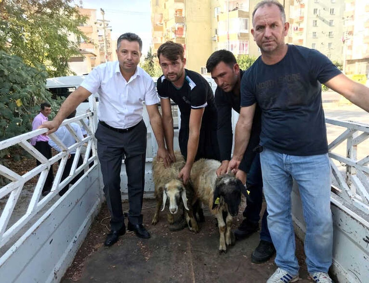 Erdemli\'de Genç Çiftçilere Koyun Dağıtıldı