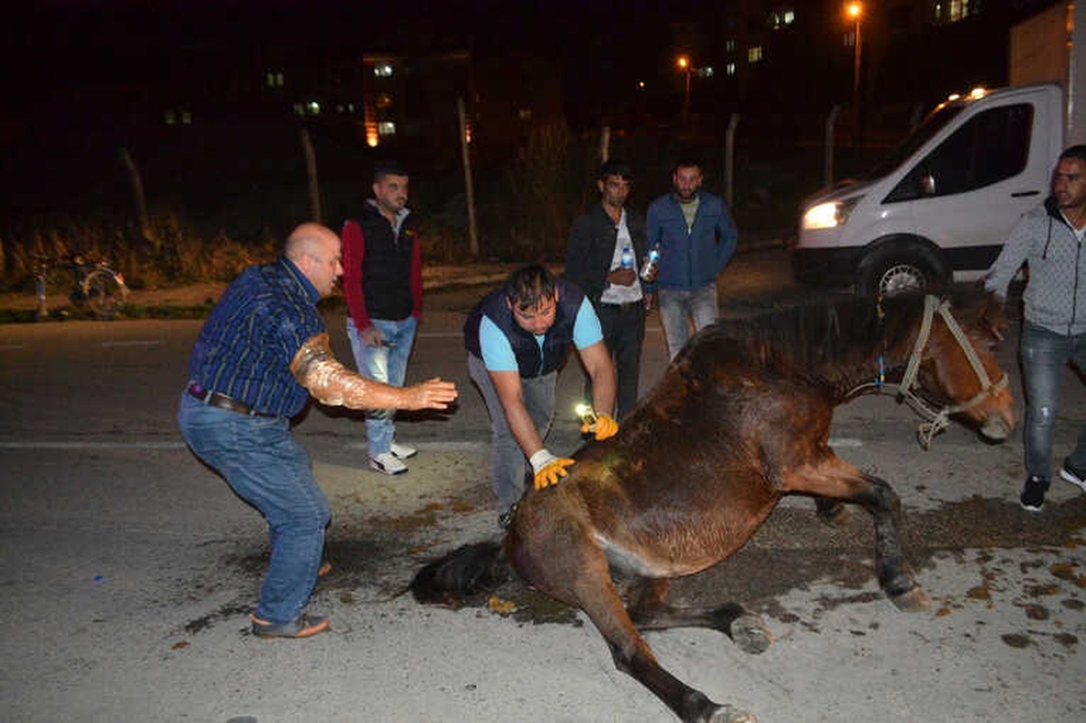Hamile Atı Sokak Ortasına Ölüme Terk Ettiler