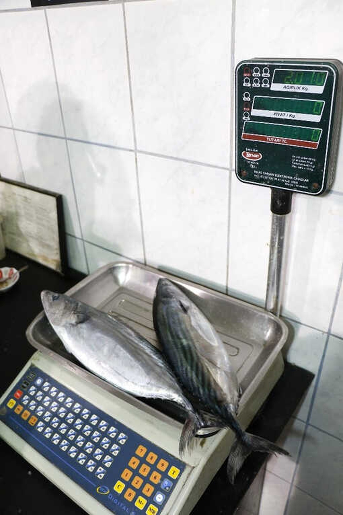 Tanesi 1 Kilo 300 Gram Gelen Palamut 15 TL\'den Satılıyor