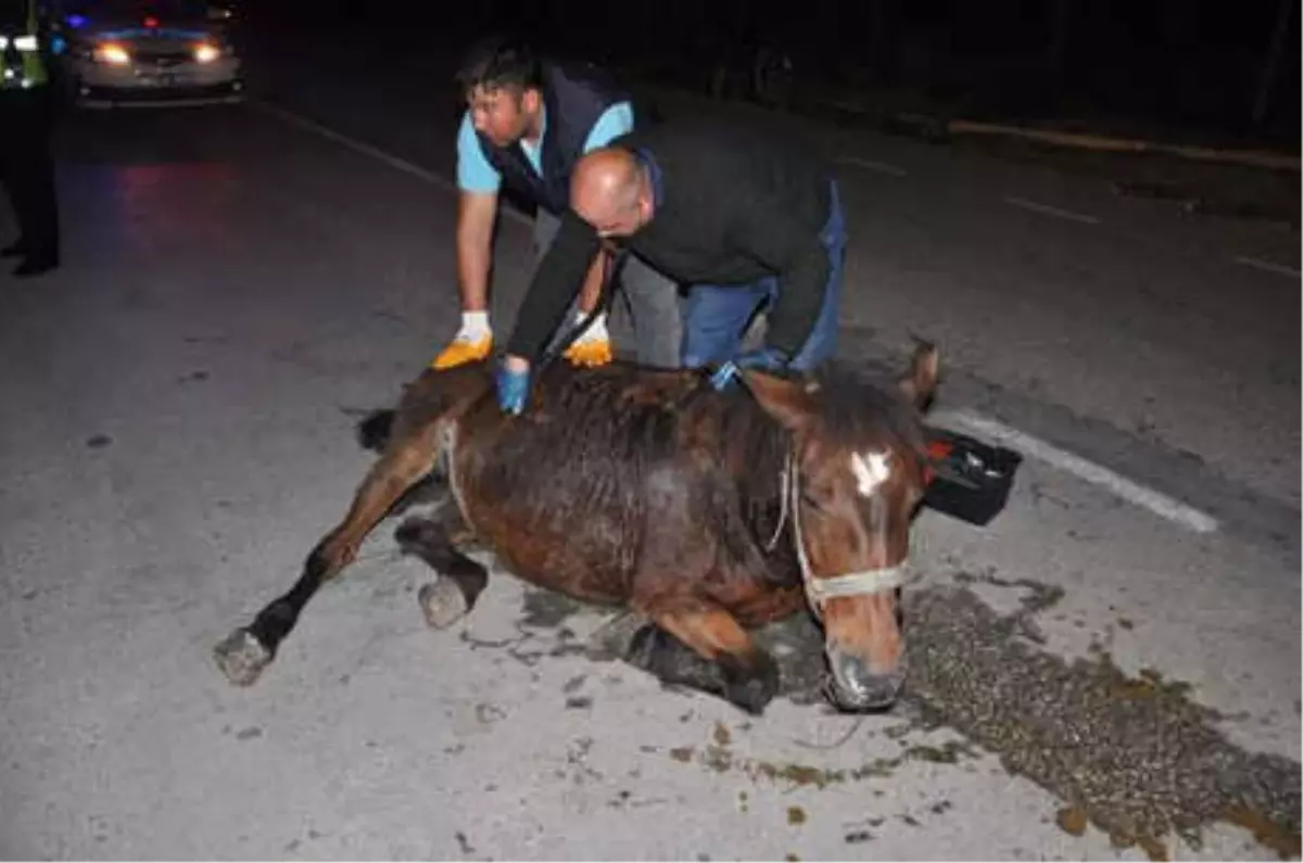 Yolun Ortasında Doğum Sancısı Çeken At, Kepçeyle Doğuma Götürüldü